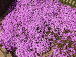 DSC_0043.gif